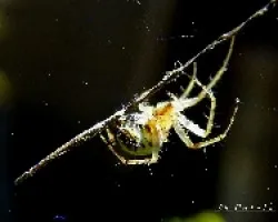 Mangora acalypha