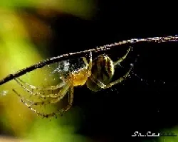 Mangora acalypha
