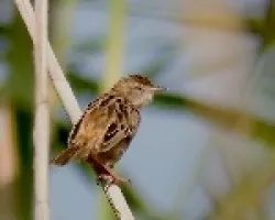 Cisticola juncidis