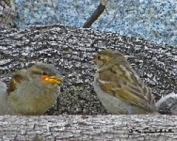 Passer domesticus