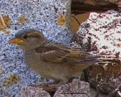 Passer domesticus