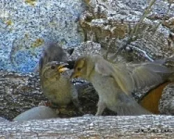Passer domesticus