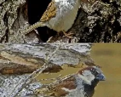 Passer domesticus