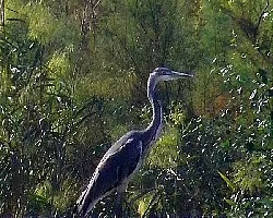 Ardea cinerea