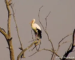 Ciconia ciconia