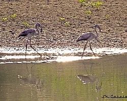 Phoenicopterus ruber