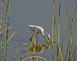 Egretta garzetta