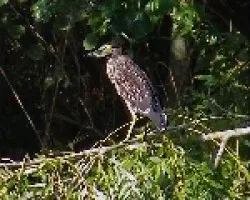 Nycticorax nycticorax