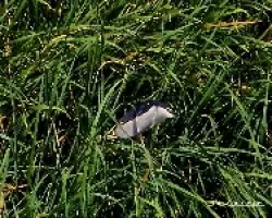 Nycticorax nycticorax