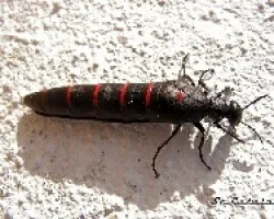 Meloe majalis
