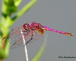  Trithemis annulata