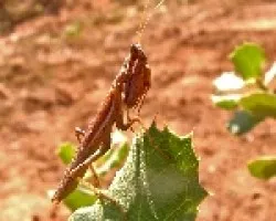 Mantis religiosa