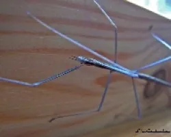  Leptynia hispanica o Leptynia attenuata