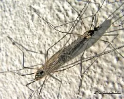 Nephrotoma quadrifaria