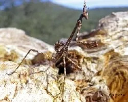 Empusa pennata