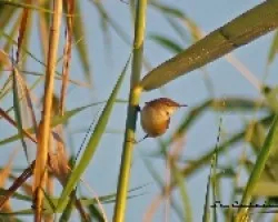 Phylloscopus collybita