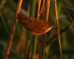 Phylloscopus collybita