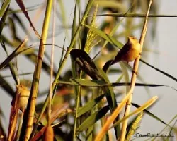Phylloscopus collybita