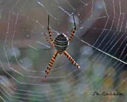 Araña tigre (Argiope trifasciata)
