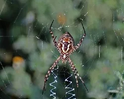  Araña tigre (Argiope trifasciata)