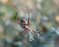  Araña tigre (Argiope trifasciata)