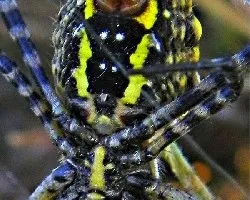 Argiope trifasciata