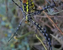 Argiope trifasciata
