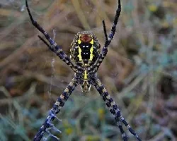 Argiope trifasciata