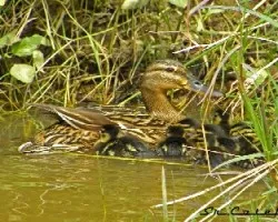 Anas platyrhynchos