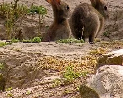 Oryctolagus cuniculus