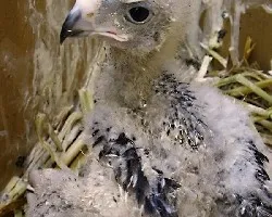 Parabuteo unicinctus