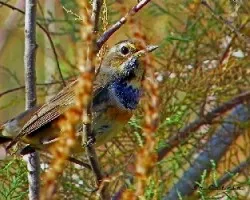 Luscinia svecica