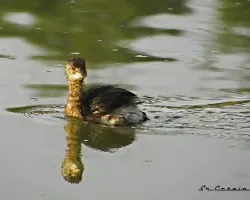 Tachybaptus ruficollis