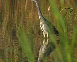 Ardea cinerea