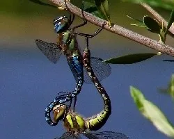 United colors