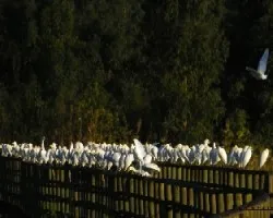 Bubulcus ibis