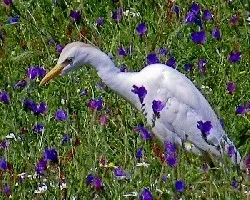 Bubulcus ibis