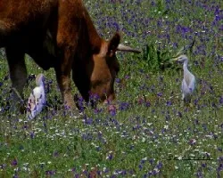 Bubulcus ibis