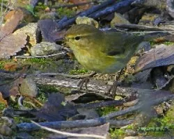 Phylloscopus collybita