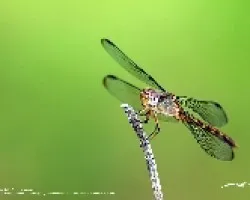 Libélula