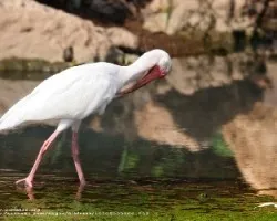 Ibis Blanco