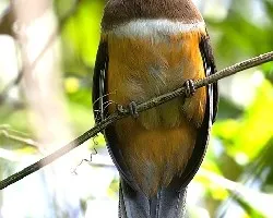 Trogon aurantiiventris