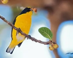 Euphonia hirundinacea