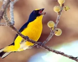 Euphonia hirundinacea