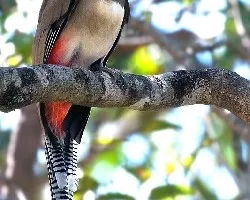 Trogon elegans