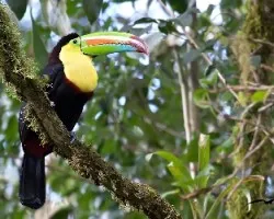 Ramphastos sulfuratus
