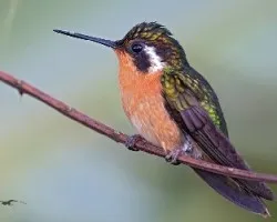 Lampornis calolaenus