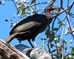 Penelope purpurascens