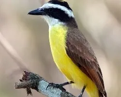 Pitangus sulphuratus