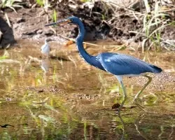 Egretta Tricolor